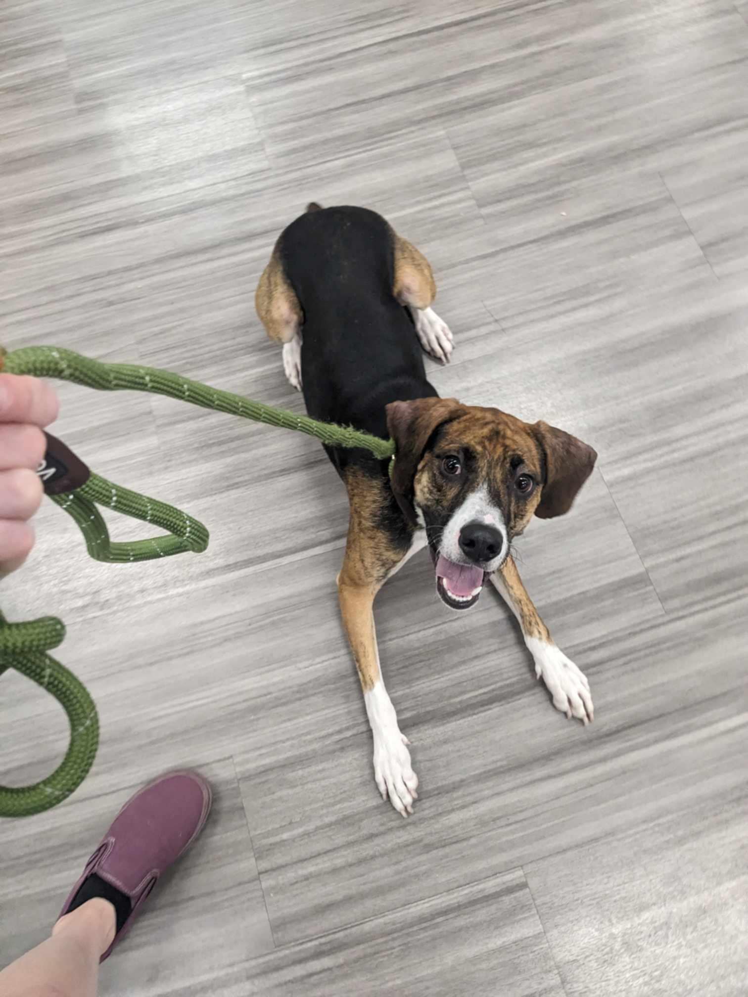 Odin, a Adoptable mixed breed in Albany, NY image 5/6