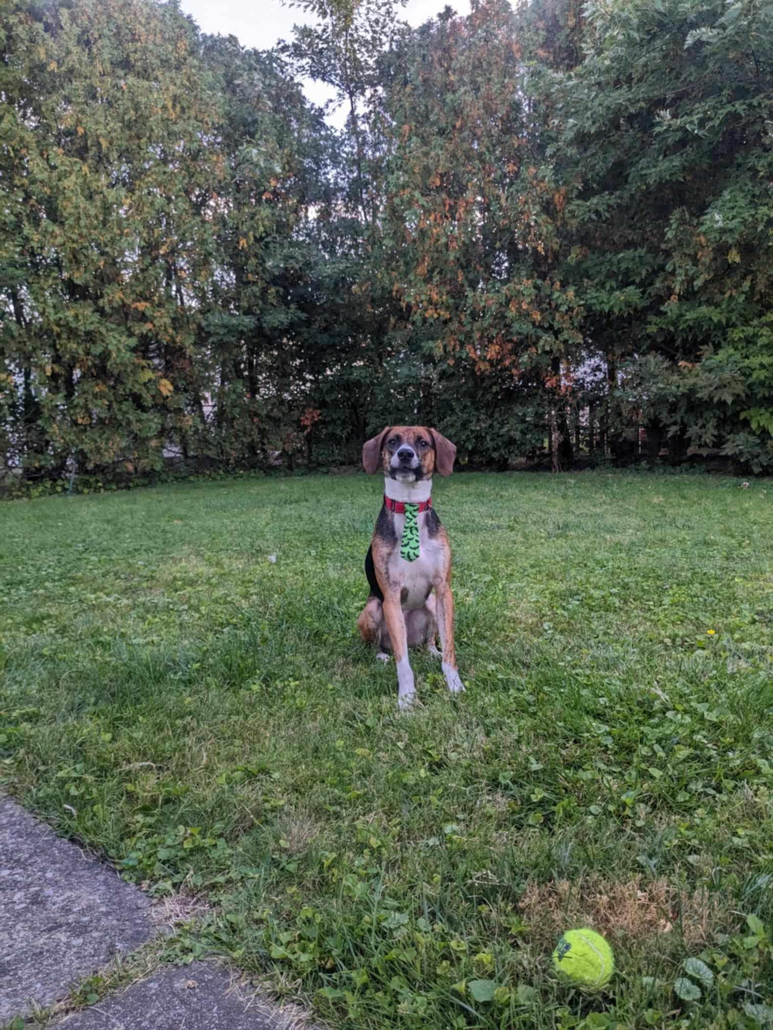 Odin, a Adoptable mixed breed in Albany, NY image 6/6