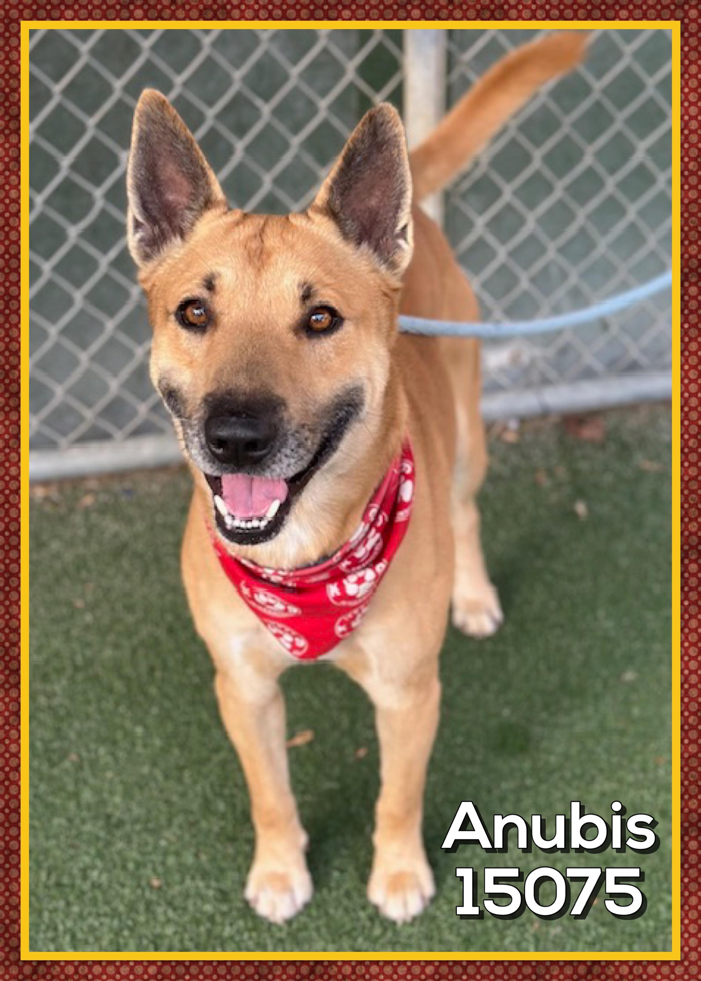 ANUBIS, Adoptable, Adult Male Belgian Shepherd / Malinois.