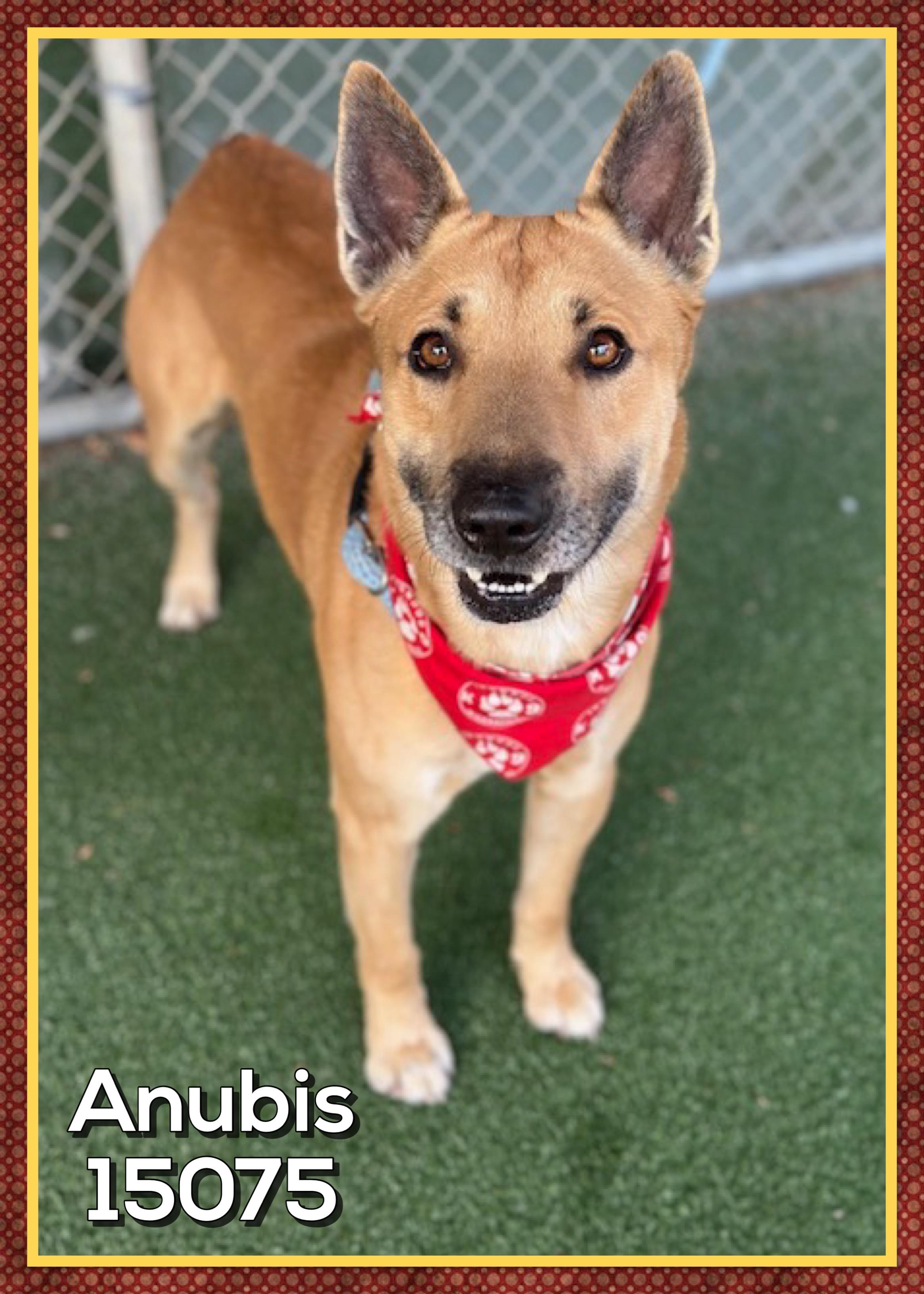 Enlarge ANUBIS, a Adoptable mixed breed in Marietta, GA image 3/5