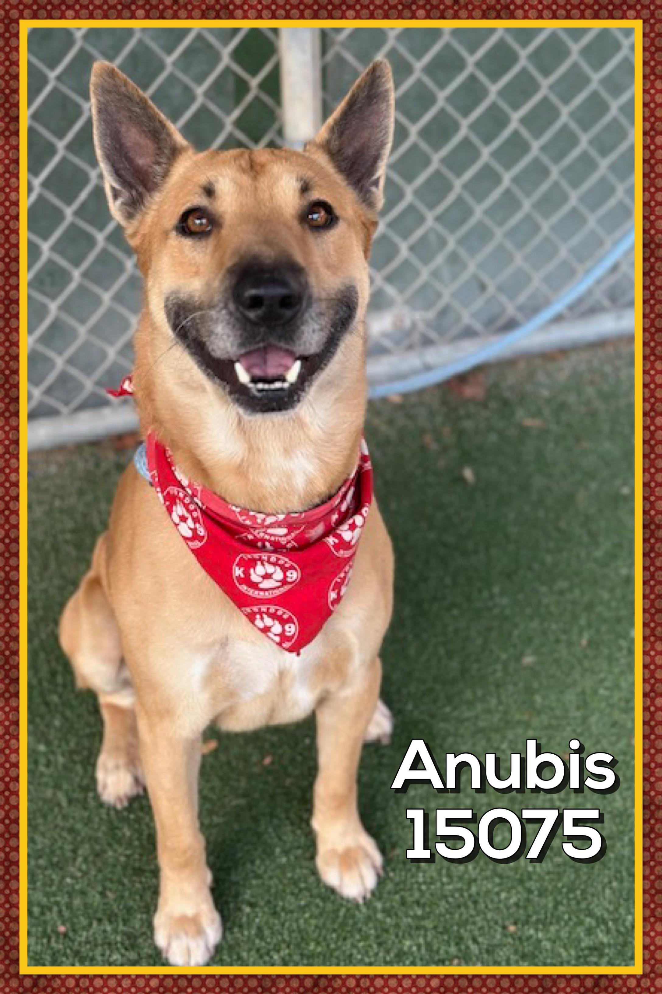 Enlarge ANUBIS, a Adoptable mixed breed in Marietta, GA image 4/5