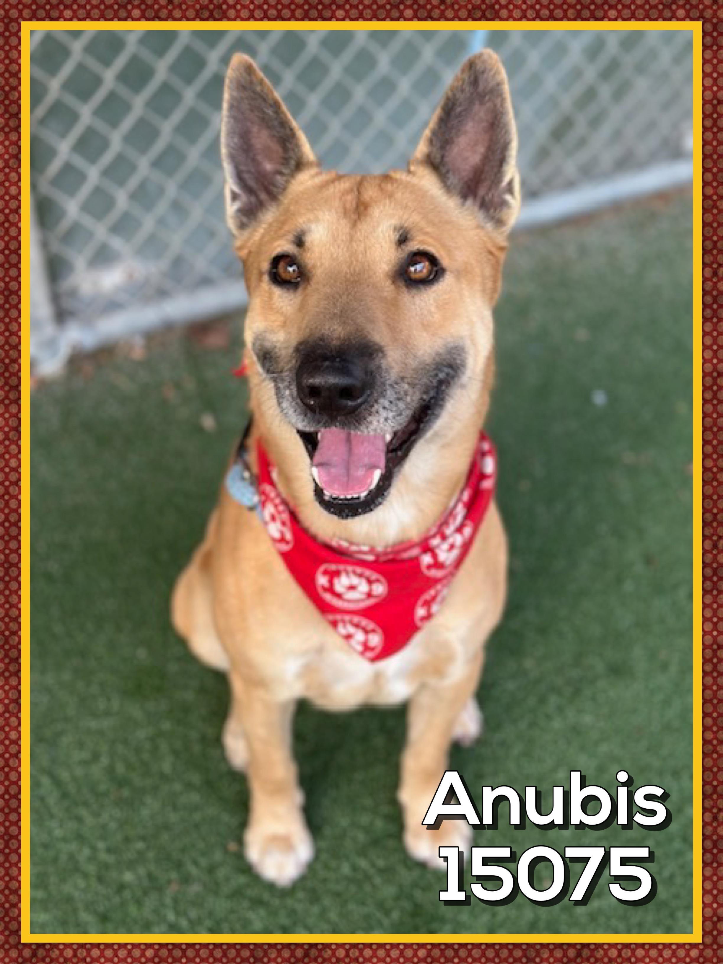 Enlarge ANUBIS, a Adoptable mixed breed in Marietta, GA image 5/5