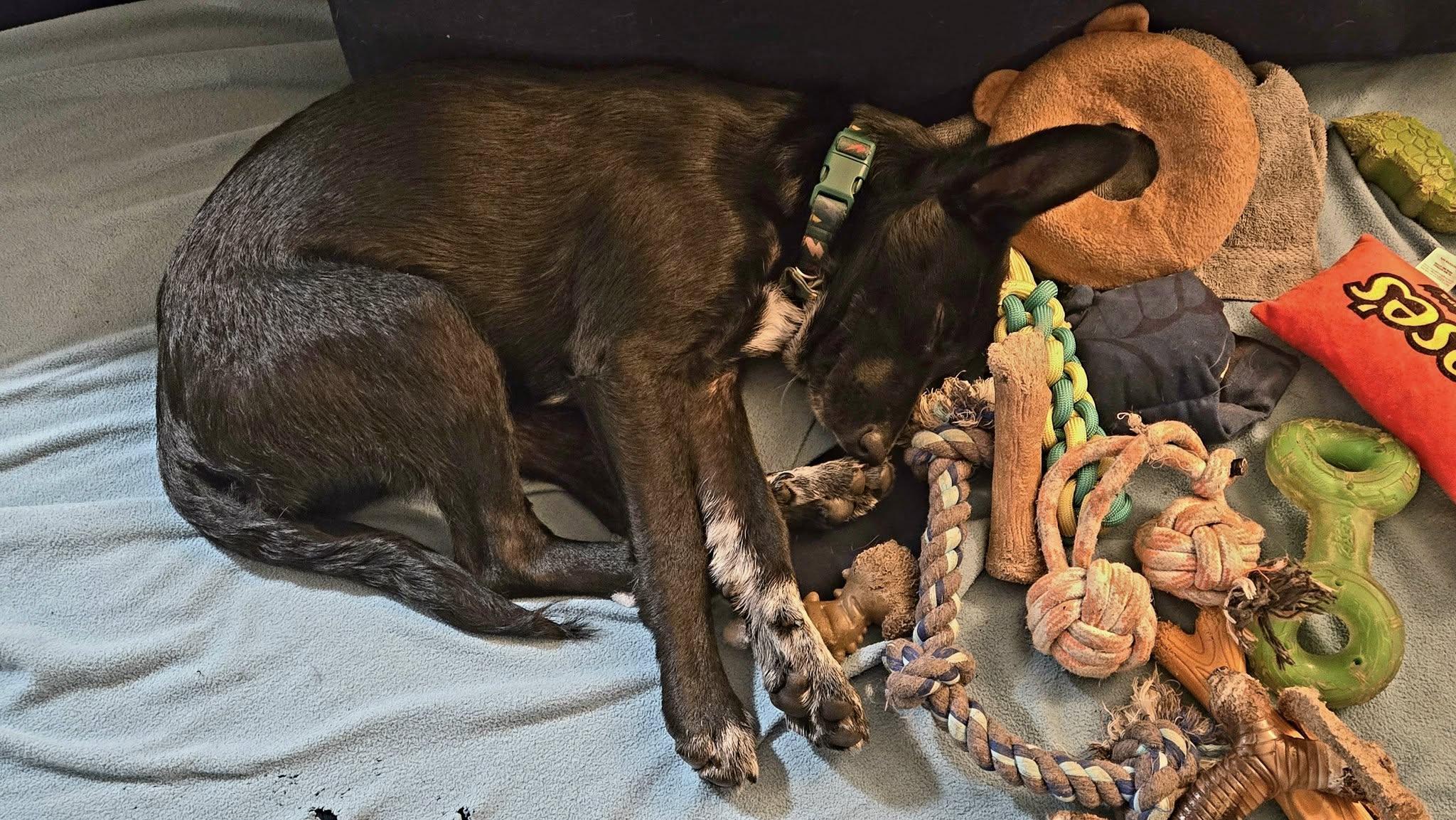 Meatball, a Adoptable mixed breed in Eugene, OR image 4/6