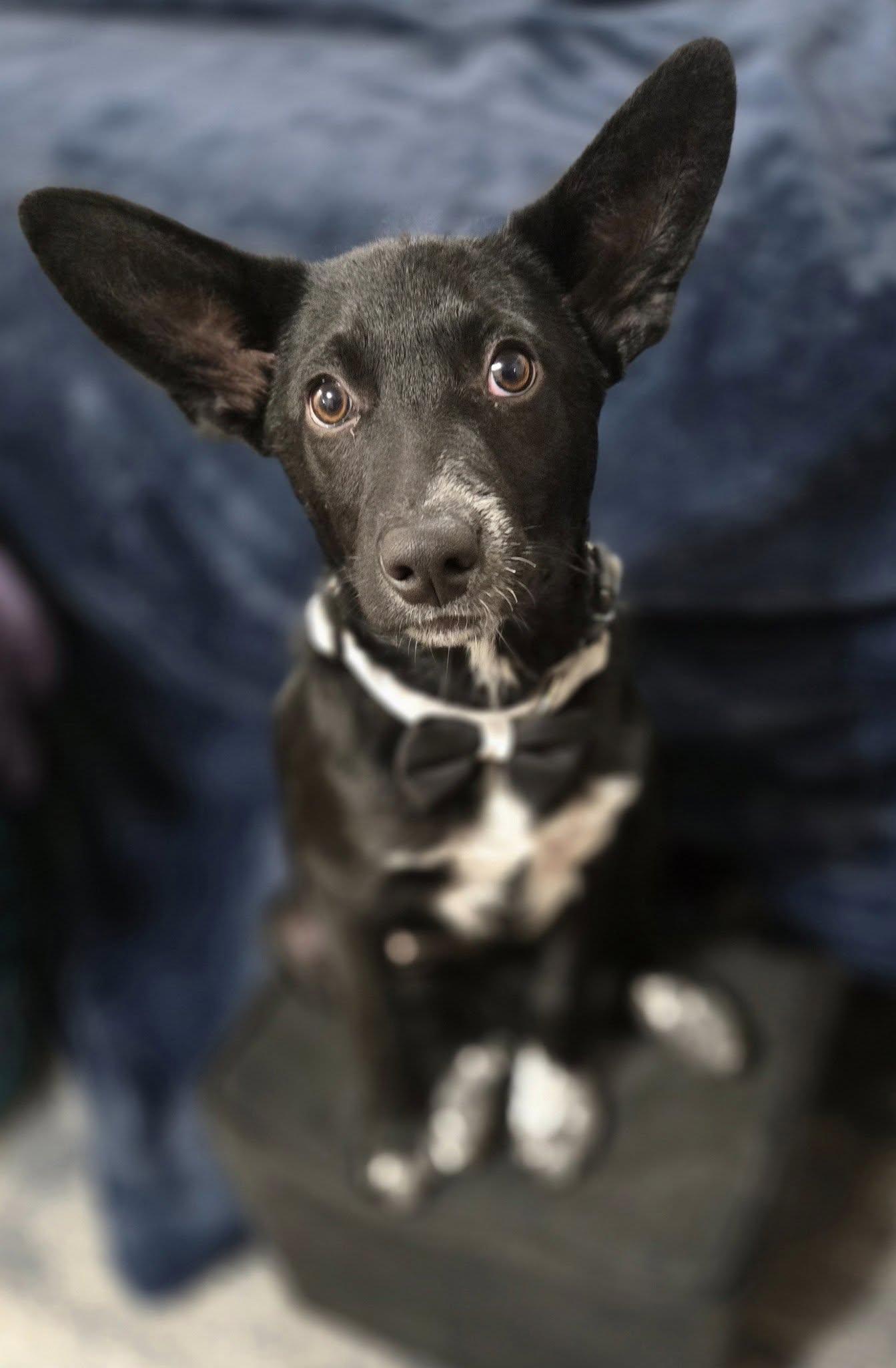 Meatball, a Adoptable mixed breed in Eugene, OR image 1/6