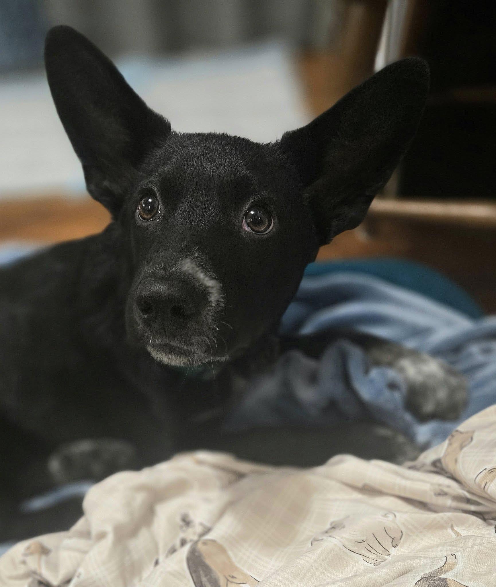 Meatball, a Adoptable mixed breed in Eugene, OR image 2/6