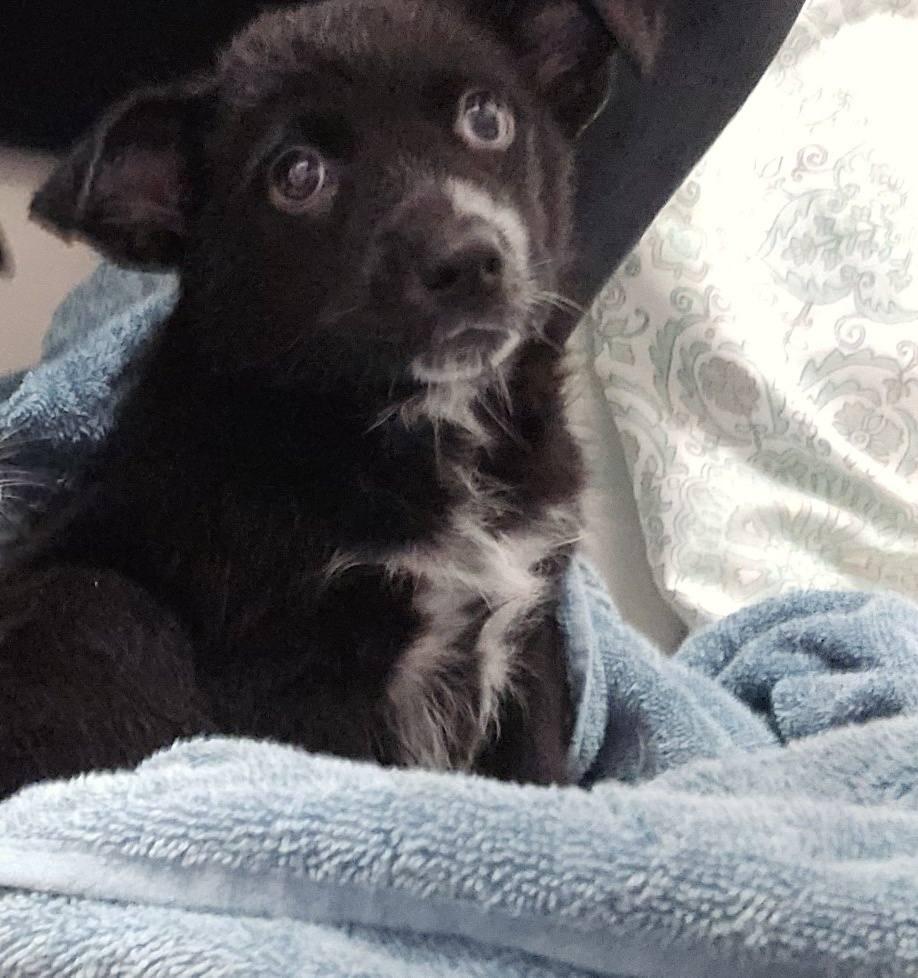 Meatball, a Adoptable mixed breed in Eugene, OR image 5/6