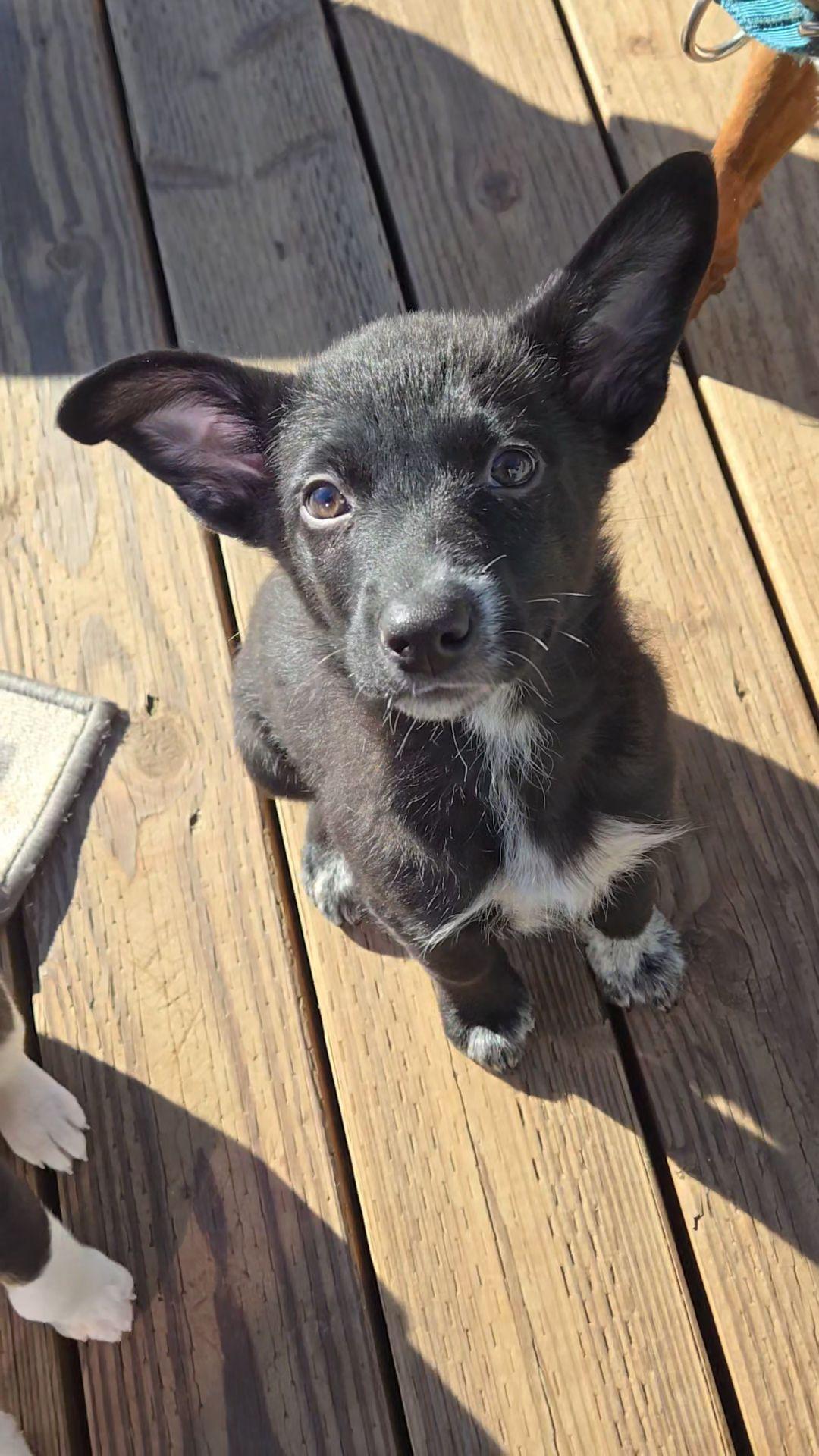 Meatball, a Adoptable mixed breed in Eugene, OR image 6/6
