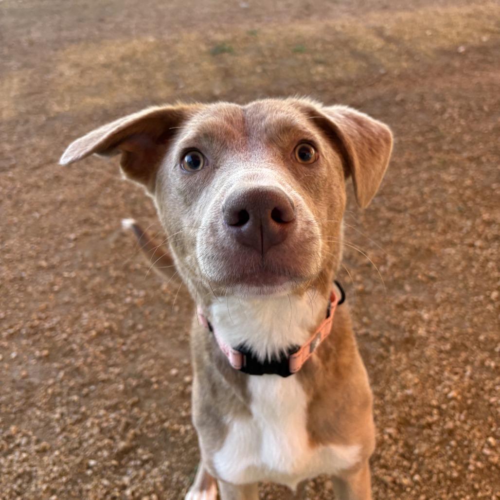 Enlarge Rose, a Adoptable Mixed Breed in Bentonville, AR image 1/6