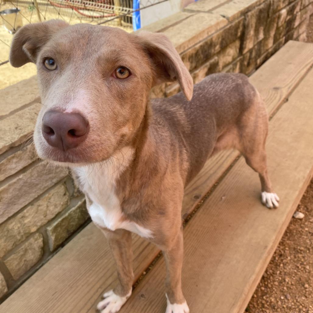 Enlarge Rose, a Adoptable Mixed Breed in Bentonville, AR image 2/6