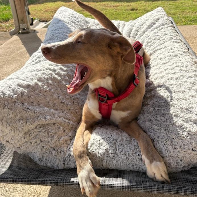 Enlarge Rose, a Adoptable Mixed Breed in Bentonville, AR image 3/6