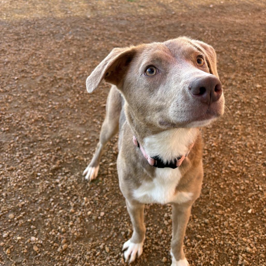 Enlarge Rose, a Adoptable Mixed Breed in Bentonville, AR image 4/6