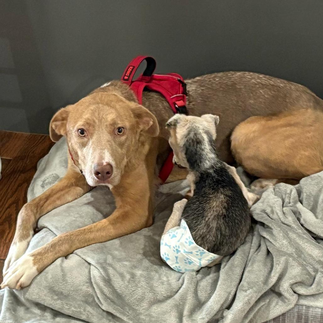 Enlarge Rose, a Adoptable Mixed Breed in Bentonville, AR image 5/6