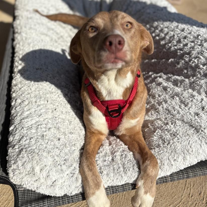 Enlarge Rose, a Adoptable Mixed Breed in Bentonville, AR image 6/6