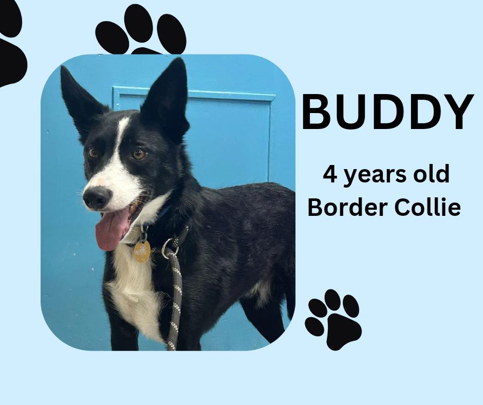 Buddy, Adult Male Border Collie