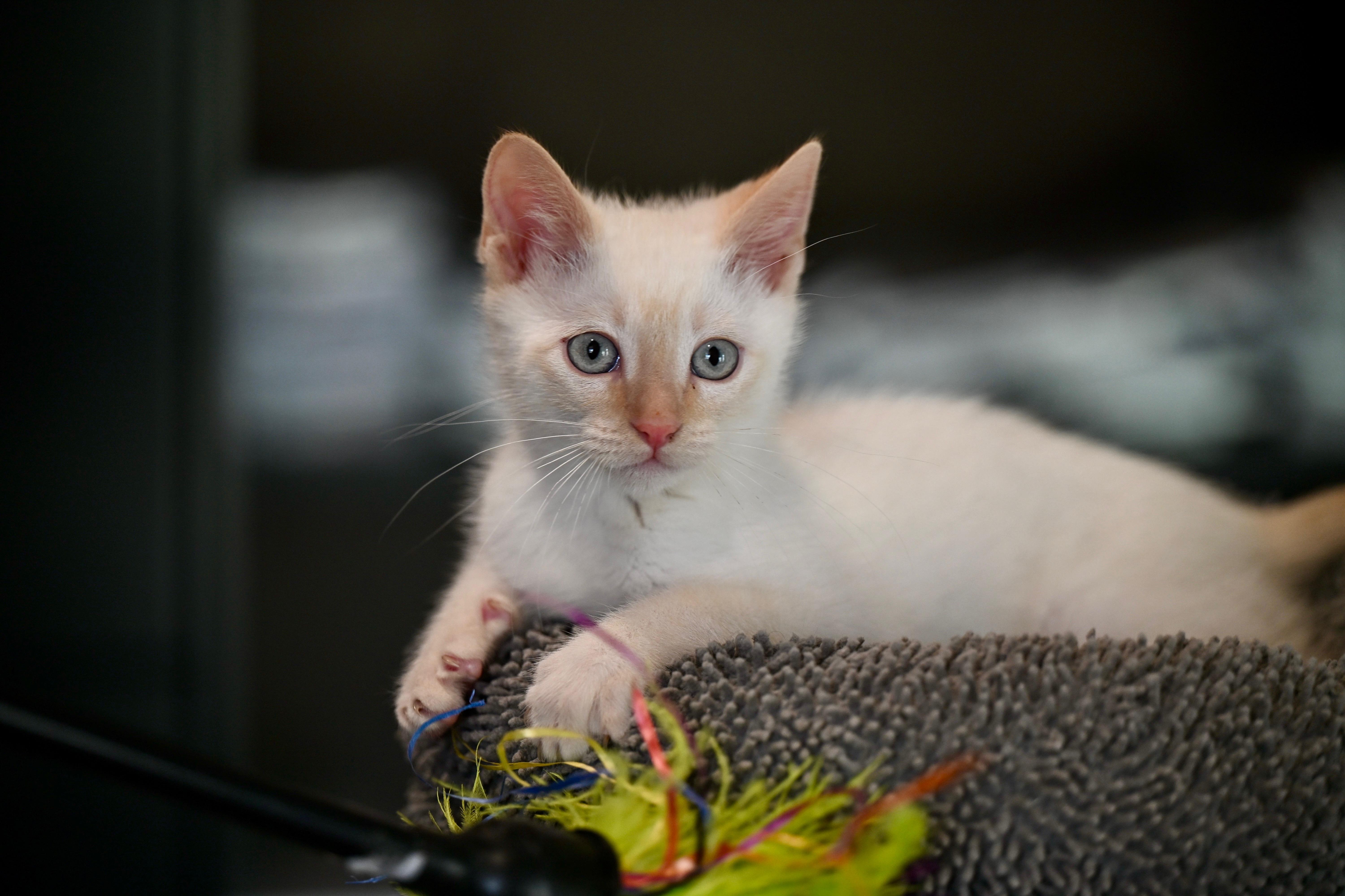 Hollywood, adopted, Kitten Male Siamese.