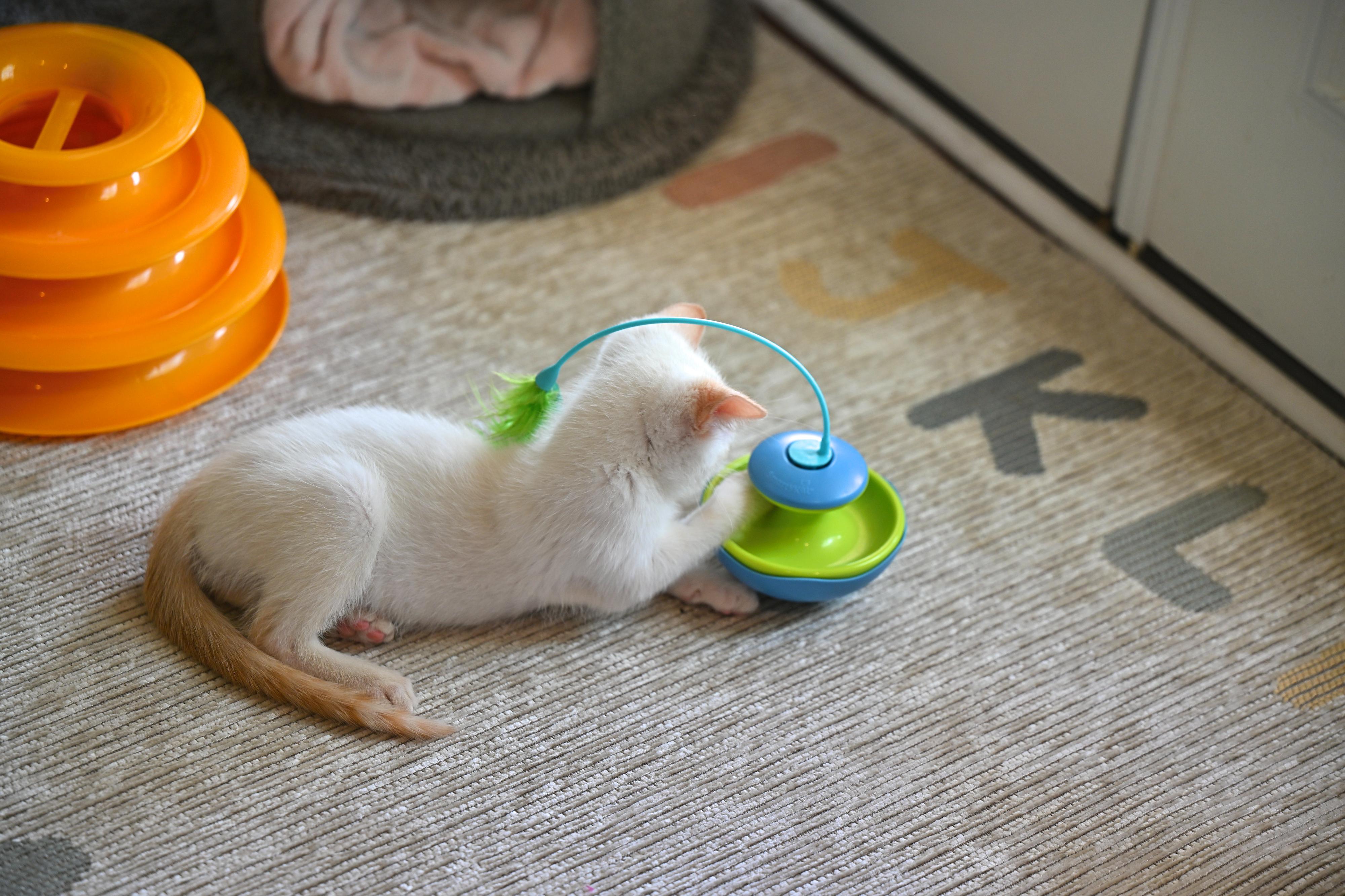 Enlarge Hollywood, an adopted Siamese in Nashua, NH image 2/6