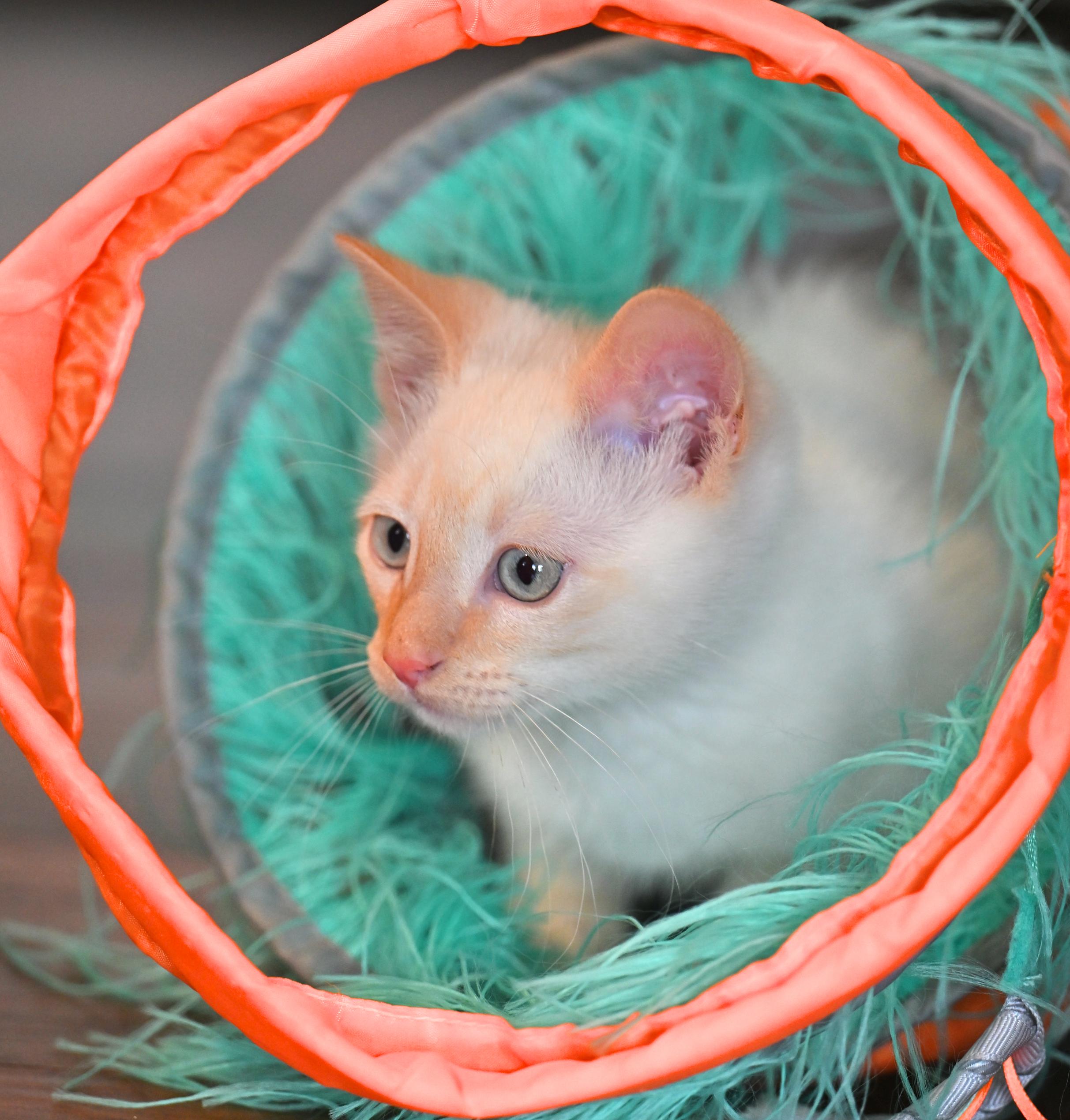 Enlarge Hollywood, an adopted Siamese in Nashua, NH image 5/6