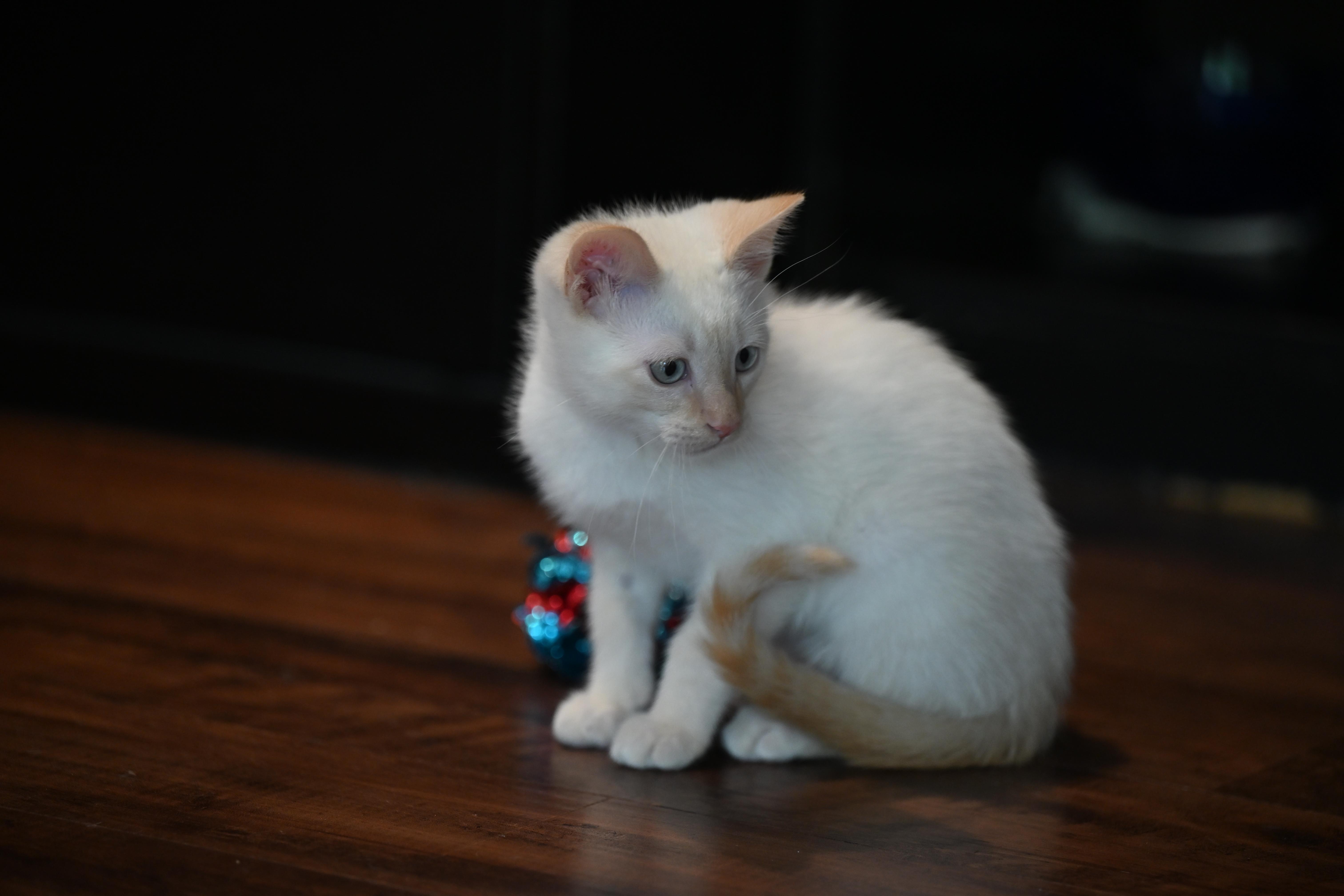 Enlarge Hollywood, an adopted Siamese in Nashua, NH image 6/6