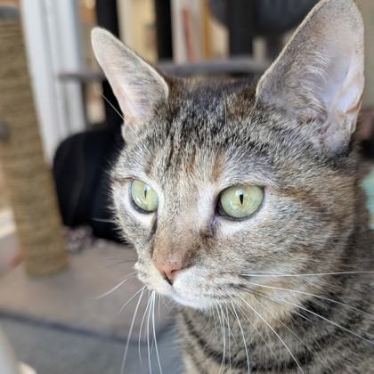 Nina, Adoptable, Adult Female Domestic Short Hair & Domestic Short Hair.
