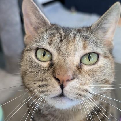 Nina, Adoptable, Adult Female Domestic Short Hair & Domestic Short Hair.