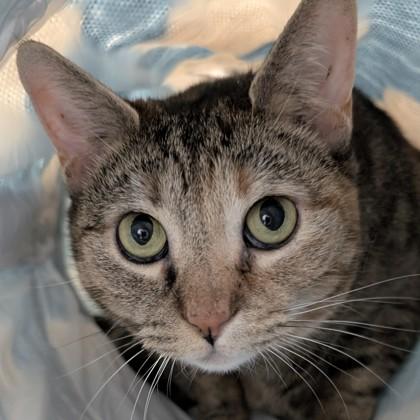 Enlarge Nina, a Adoptable mixed breed in Voorhees, NJ image 3/3
