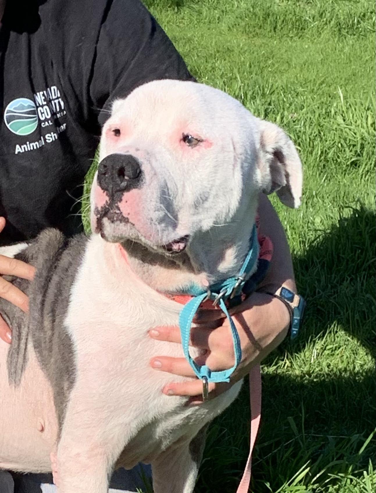 Enlarge Kovu, a ADOPTABLE mixed breed in Grass Valley, CA image 1/4