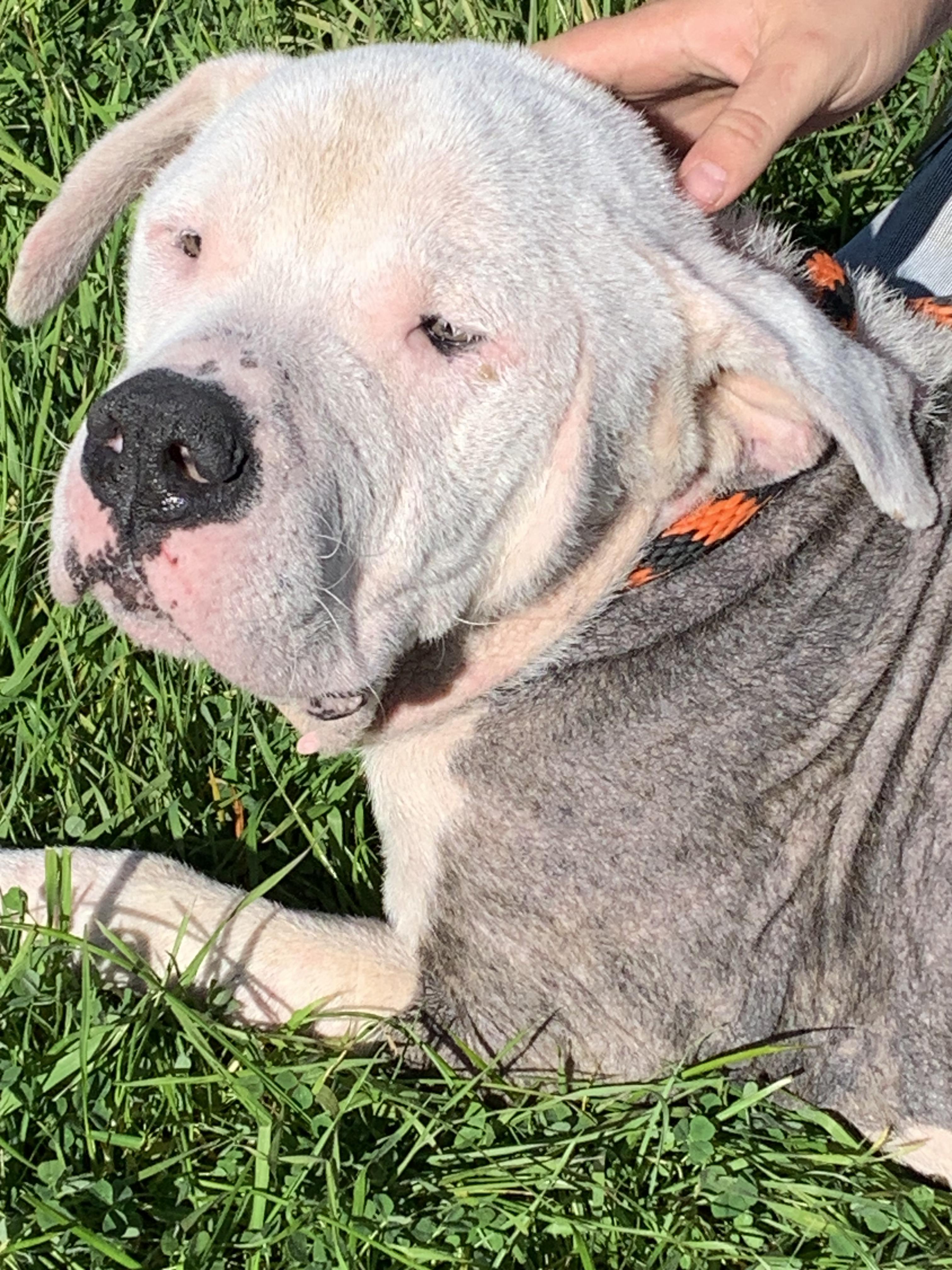 Enlarge Kovu, a ADOPTABLE mixed breed in Grass Valley, CA image 3/4