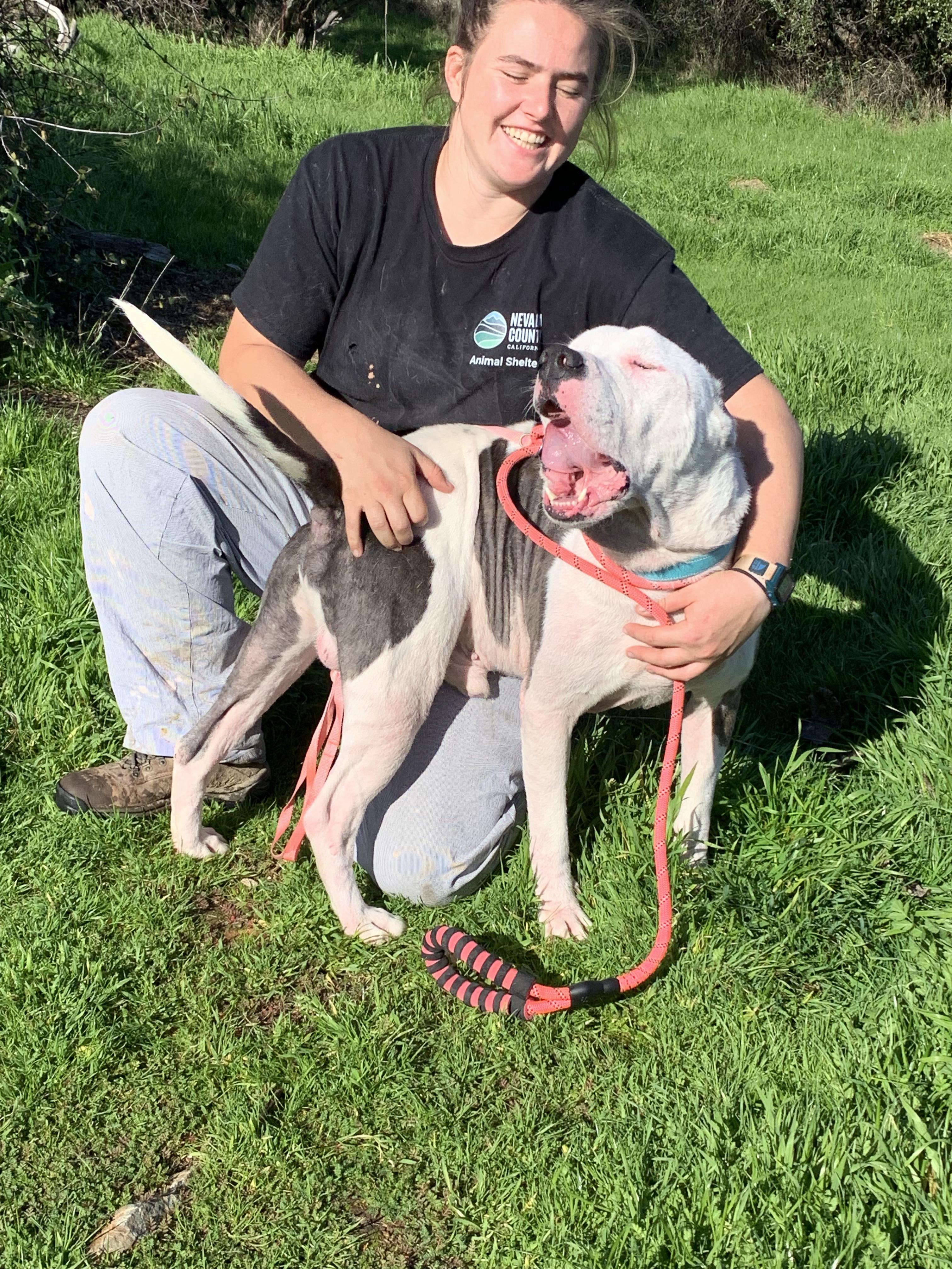 Enlarge Kovu, a ADOPTABLE mixed breed in Grass Valley, CA image 4/4