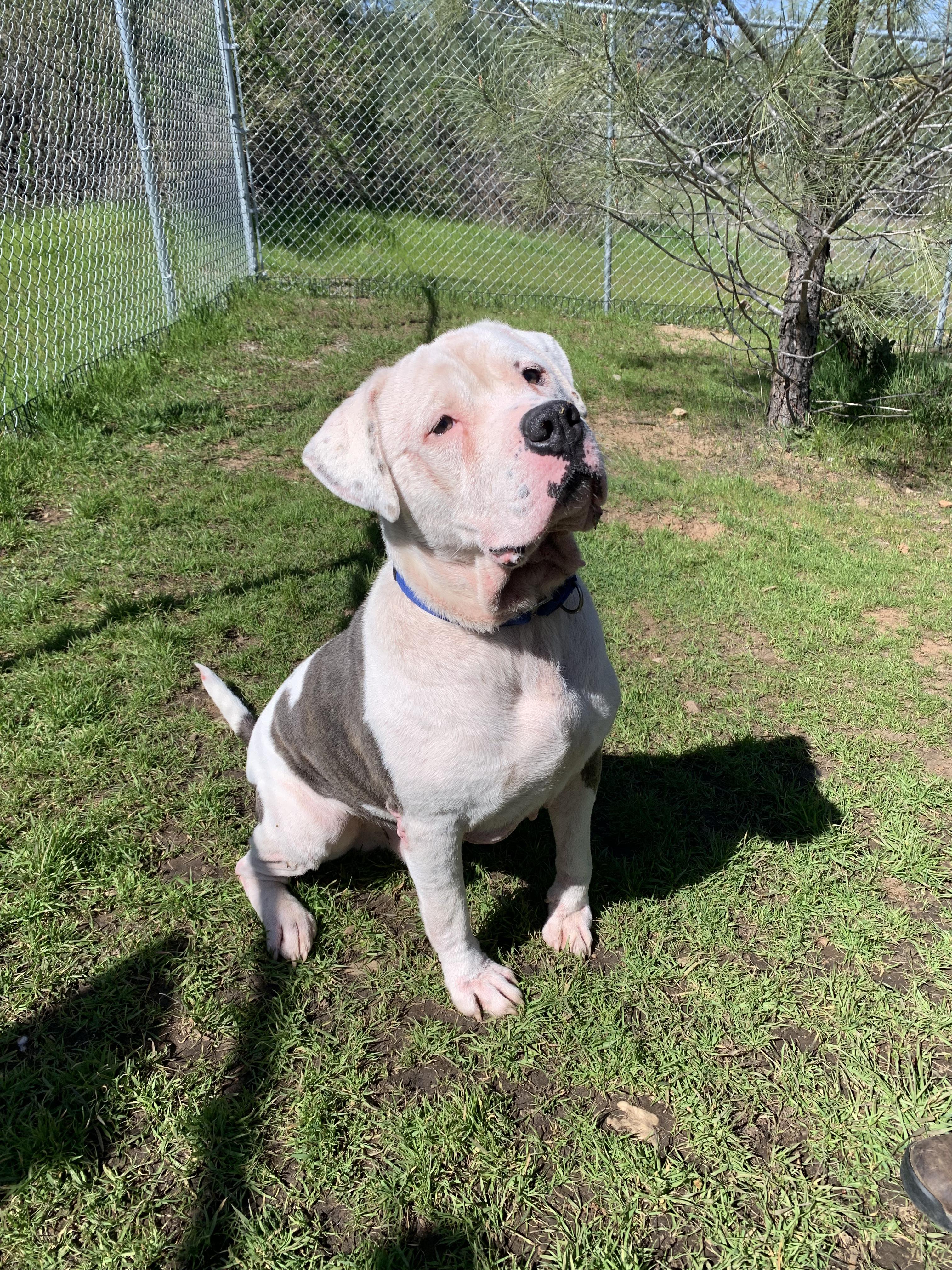 Enlarge Kovu, a ADOPTABLE mixed breed in Grass Valley, CA image 1/6