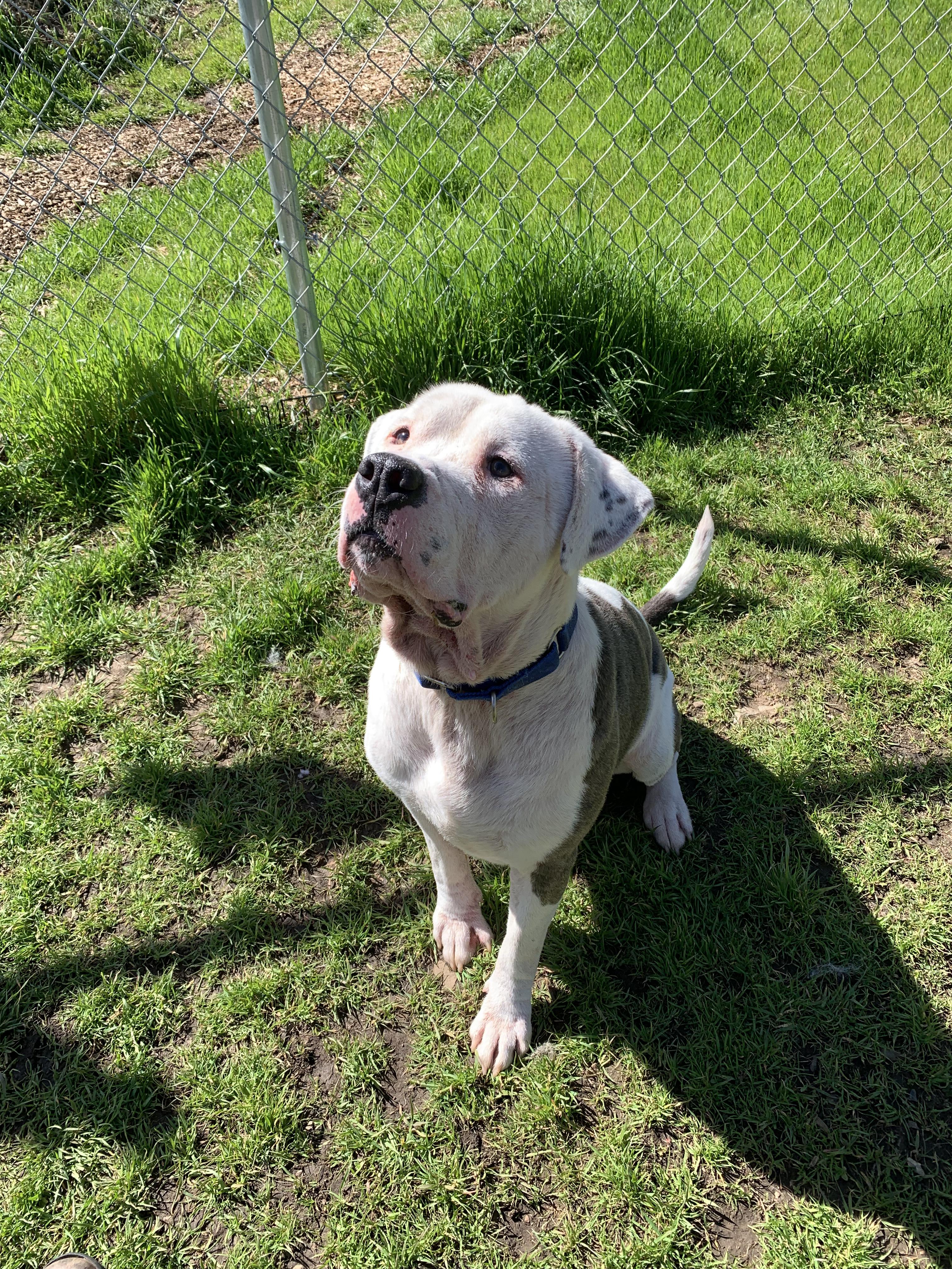 Enlarge Kovu, a ADOPTABLE mixed breed in Grass Valley, CA image 2/6