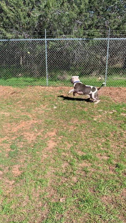 Enlarge Kovu, a ADOPTABLE mixed breed in Grass Valley, CA video 4/6