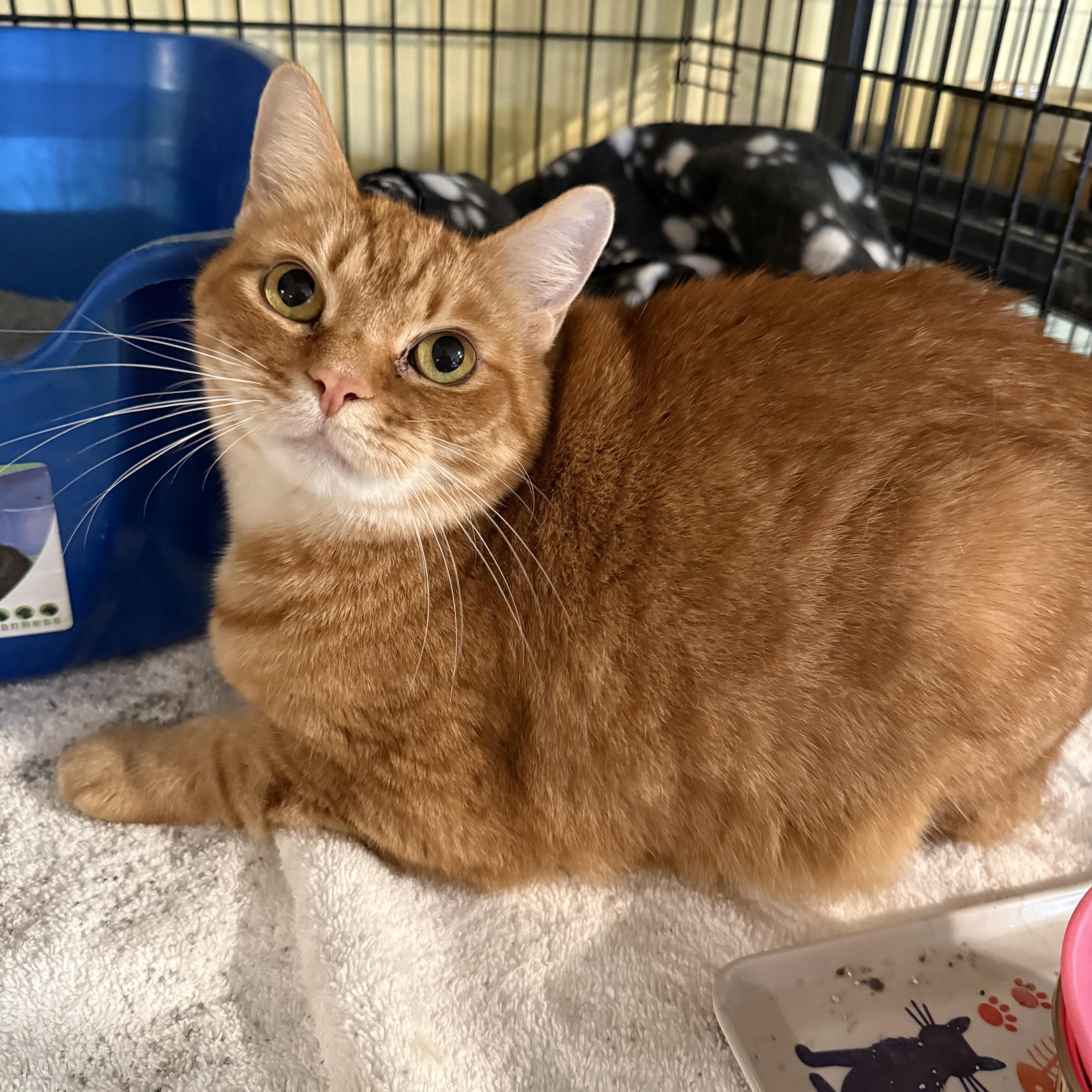 Enlarge Ginger, an adopted Domestic Short Hair in Greensboro, NC image 1/1