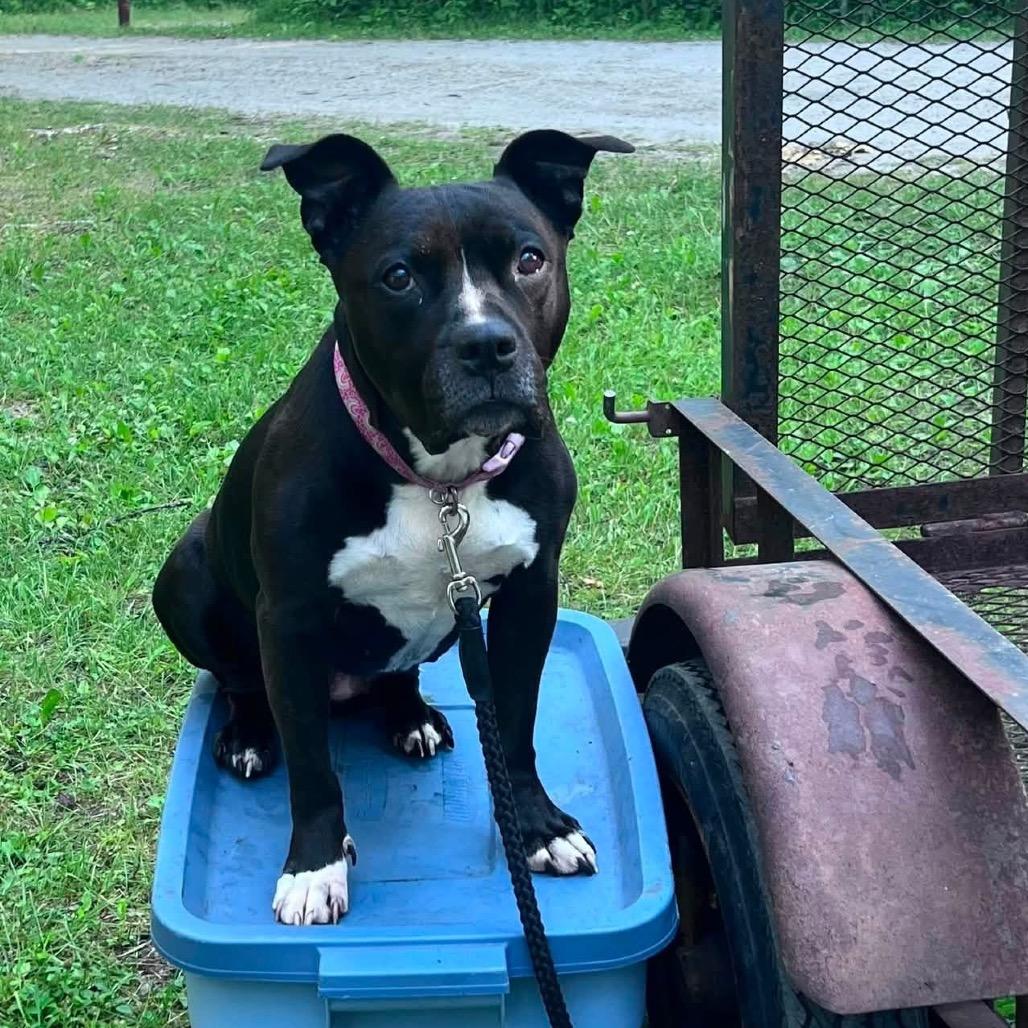 Nova, Adoptable, Adult Female Pit Bull Terrier.