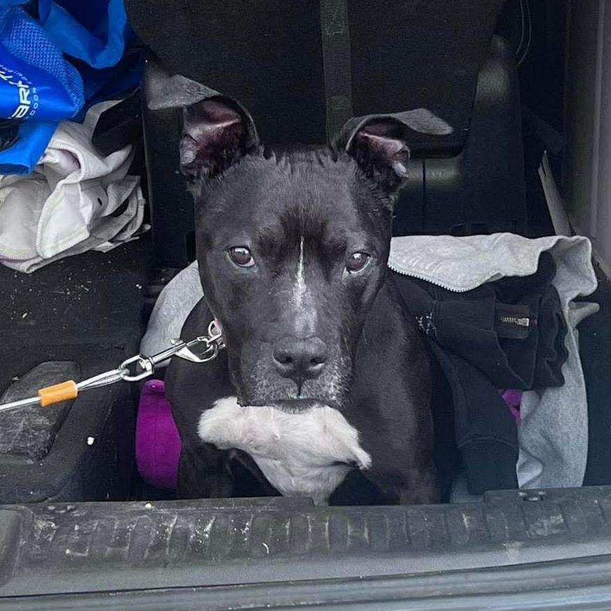 Nova, a Adoptable Pit Bull Terrier in Brainerd, MN image 1/5