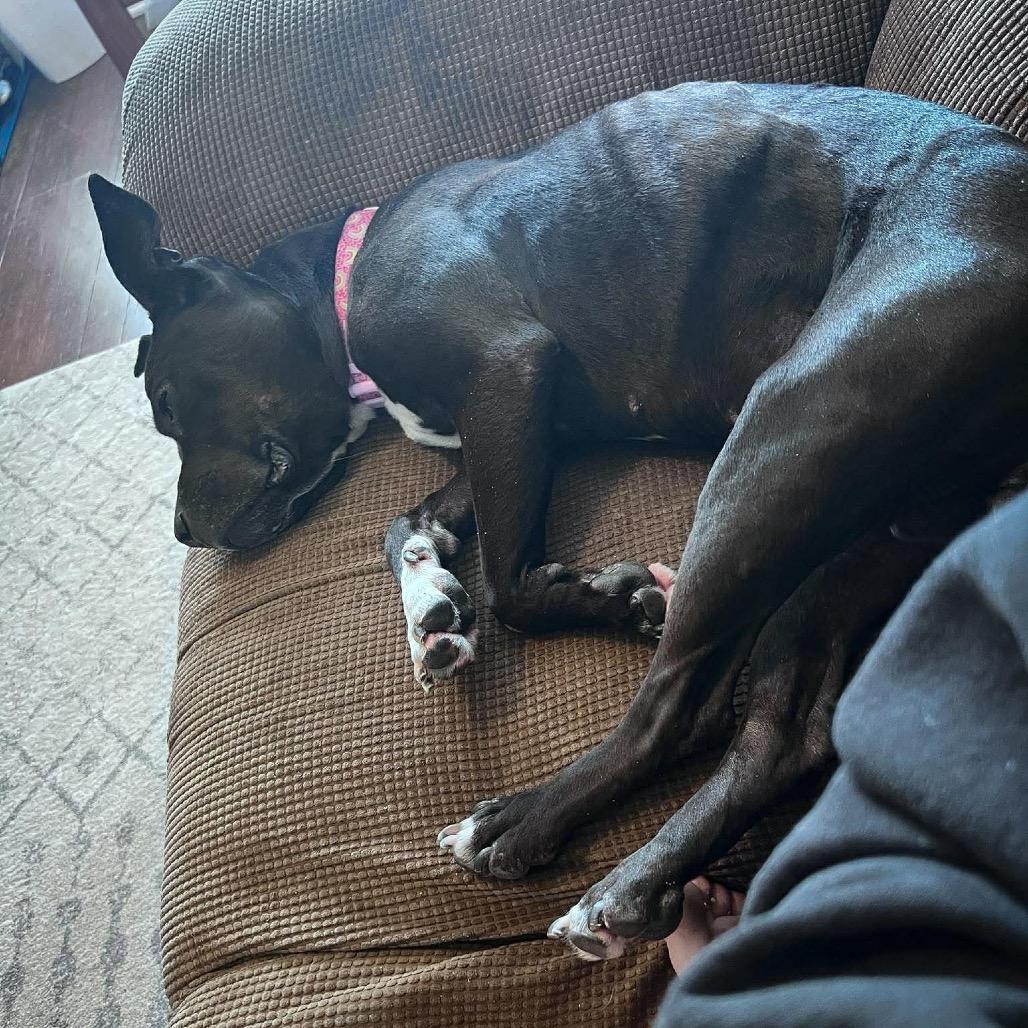 Nova, a Adoptable Pit Bull Terrier in Brainerd, MN image 2/5