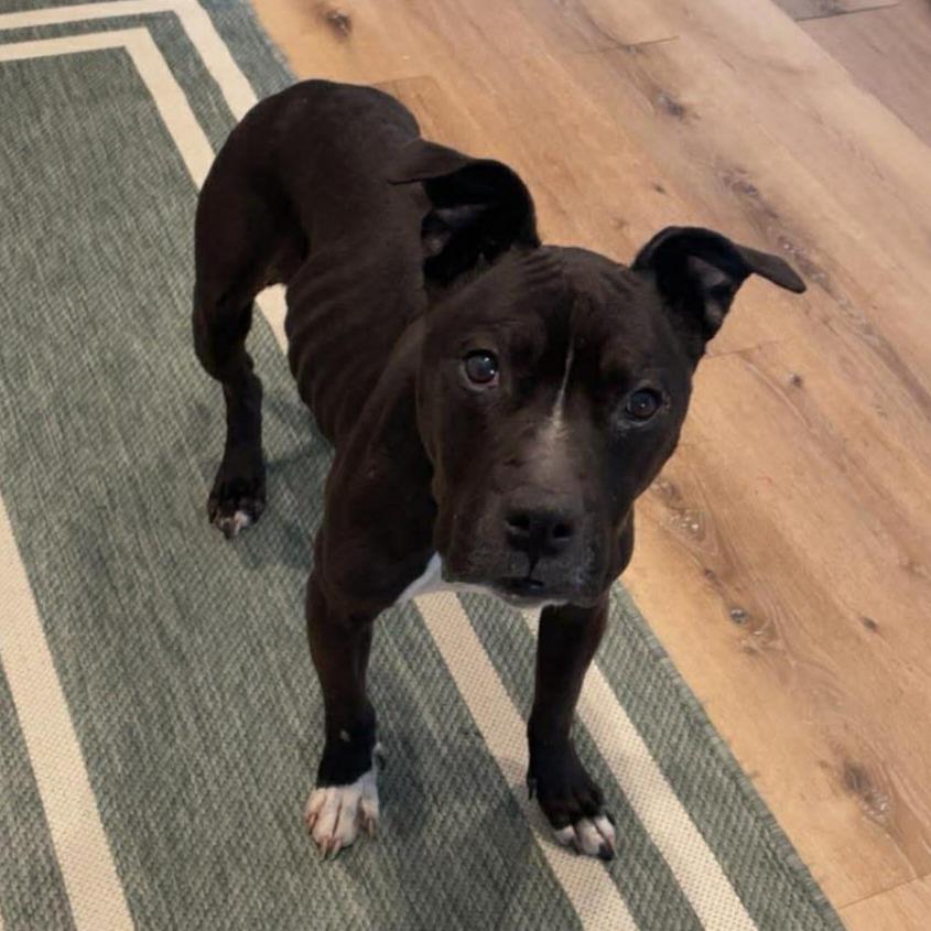 Nova, a Adoptable Pit Bull Terrier in Brainerd, MN image 3/5