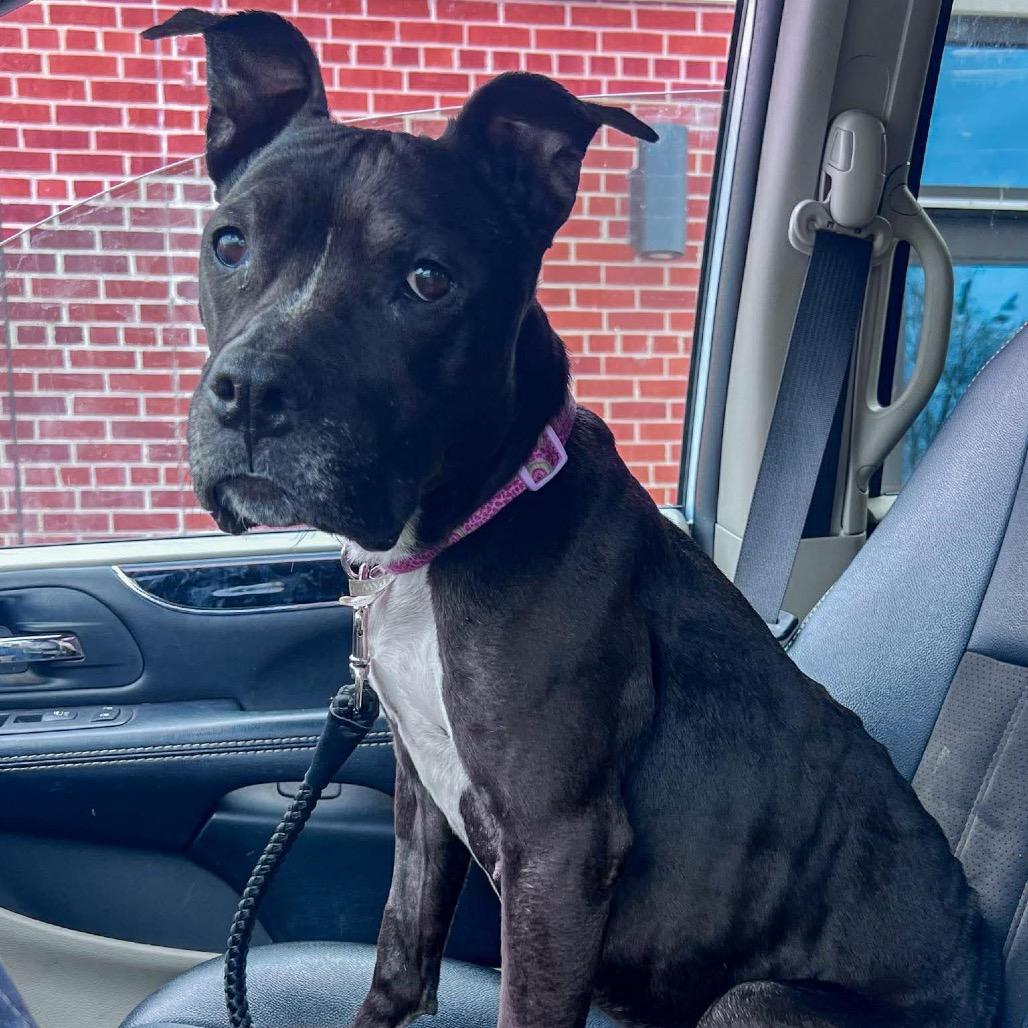 Enlarge Nova, a Adoptable Pit Bull Terrier in Brainerd, MN image 4/6