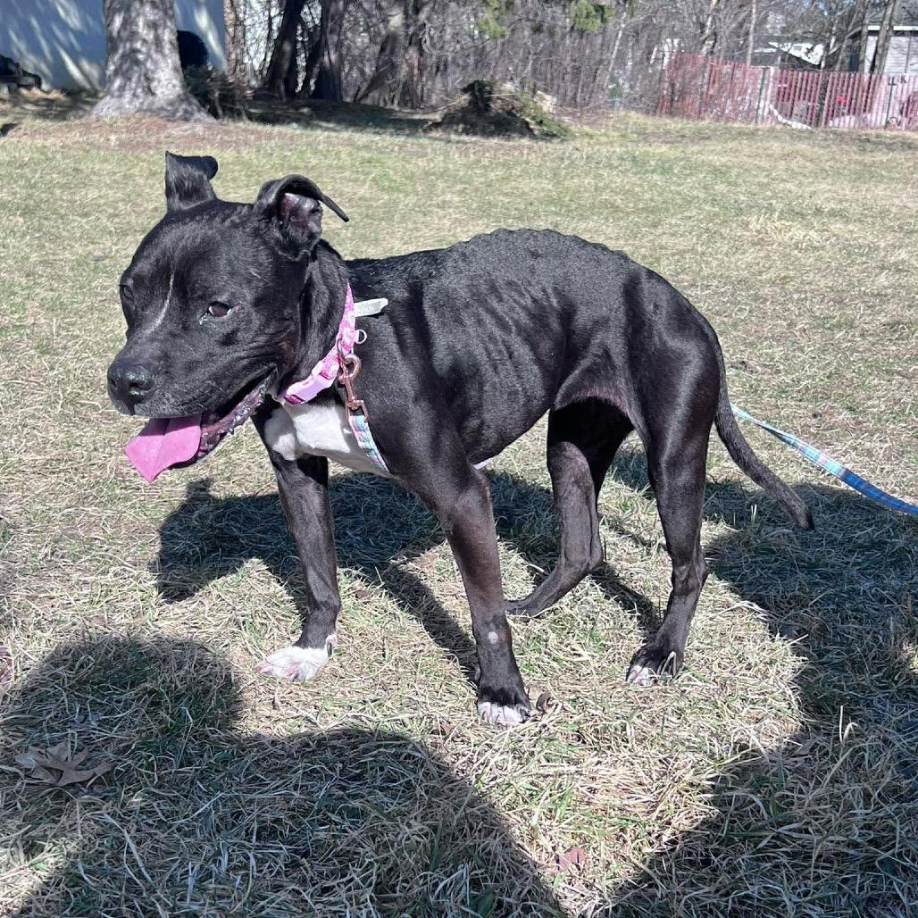 Nova, a Adoptable Pit Bull Terrier in Brainerd, MN image 4/5