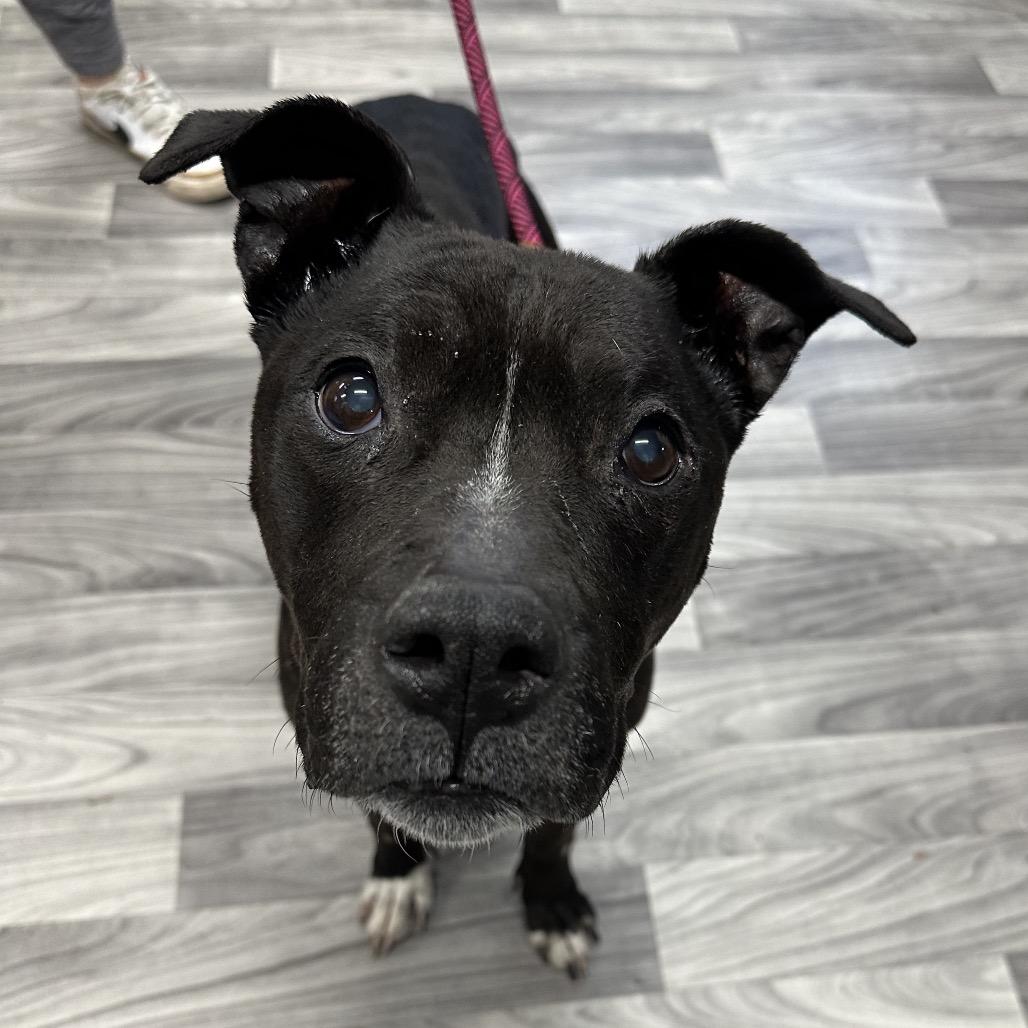 Nova, a Adoptable Pit Bull Terrier in Brainerd, MN image 5/5
