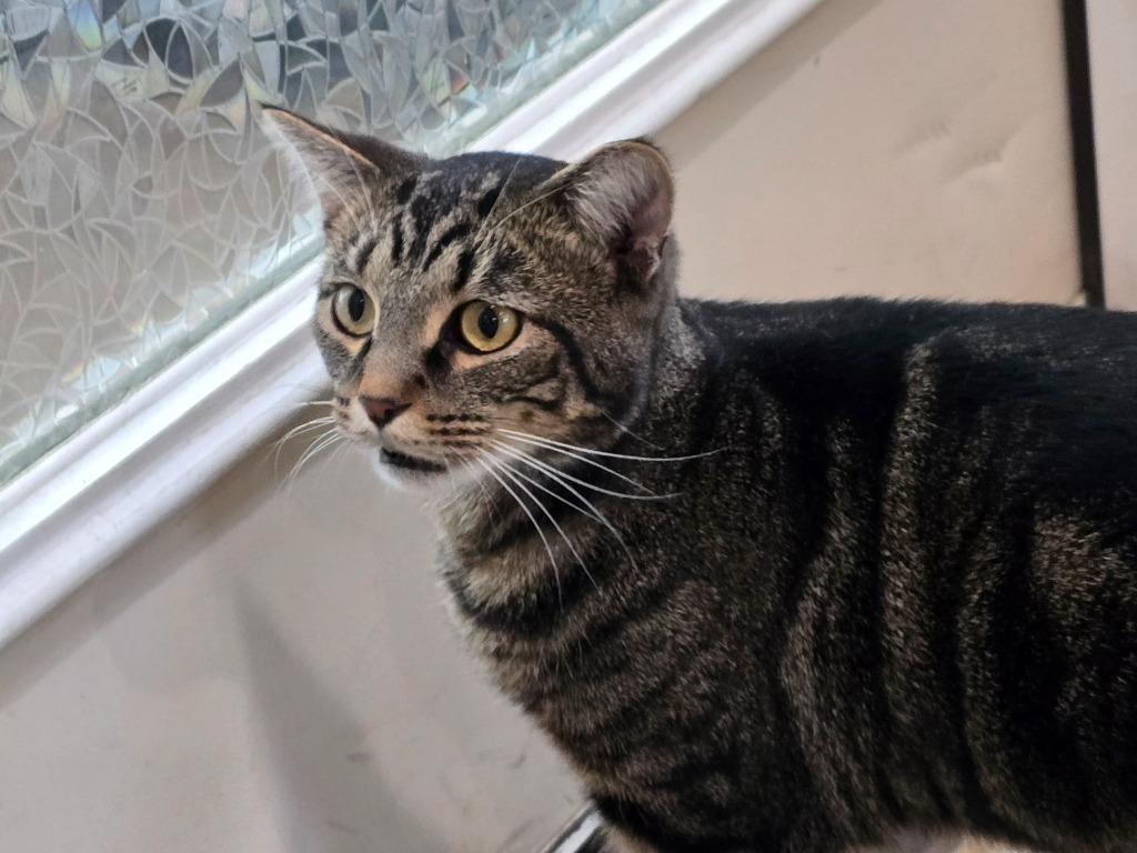 Enlarge Court, a Adoptable mixed breed in Ashland, WI image 1/6