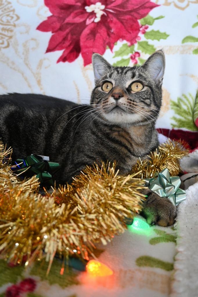 Enlarge Court, a Adoptable mixed breed in Ashland, WI image 2/6