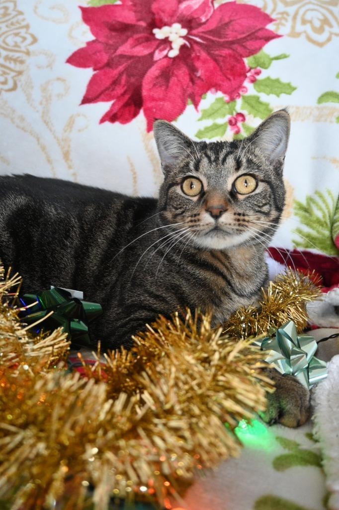 Enlarge Court, a Adoptable mixed breed in Ashland, WI image 3/6