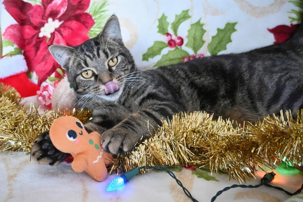 Enlarge Court, a Adoptable mixed breed in Ashland, WI image 4/6