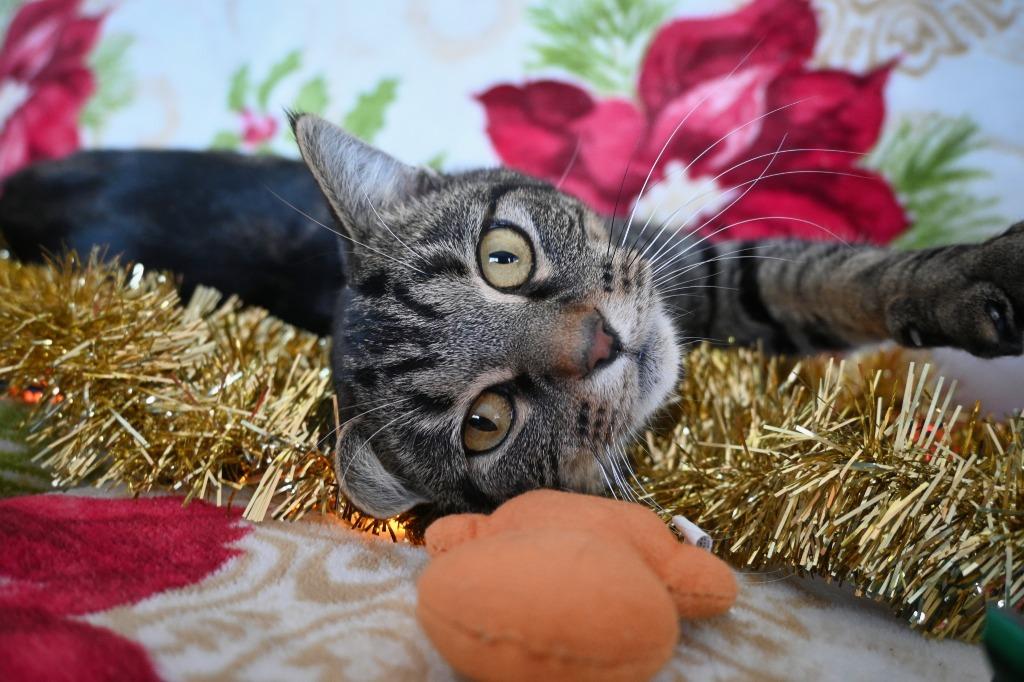 Enlarge Court, a Adoptable mixed breed in Ashland, WI image 5/6