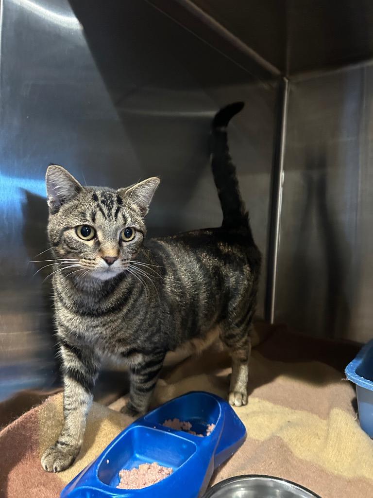 Enlarge Court, a Adoptable mixed breed in Ashland, WI image 6/6