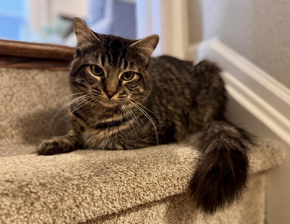 Enlarge Kit Kat, a ADOPTABLE Domestic Medium Hair in Denver, CO image 1/4