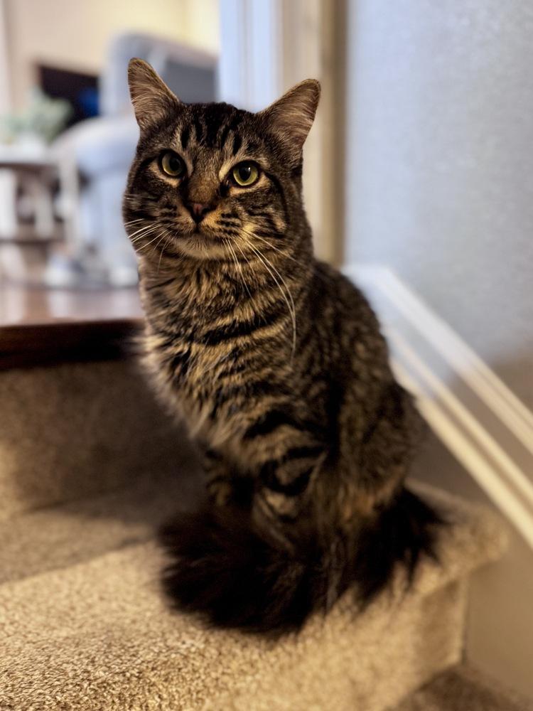 Enlarge Kit Kat, a ADOPTABLE Domestic Medium Hair in Denver, CO image 2/4