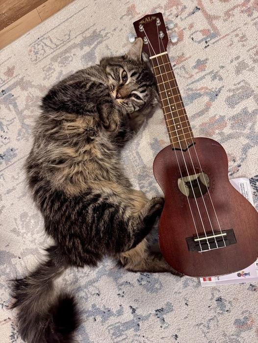 Enlarge Kit Kat, a ADOPTABLE Domestic Medium Hair in Denver, CO image 3/4