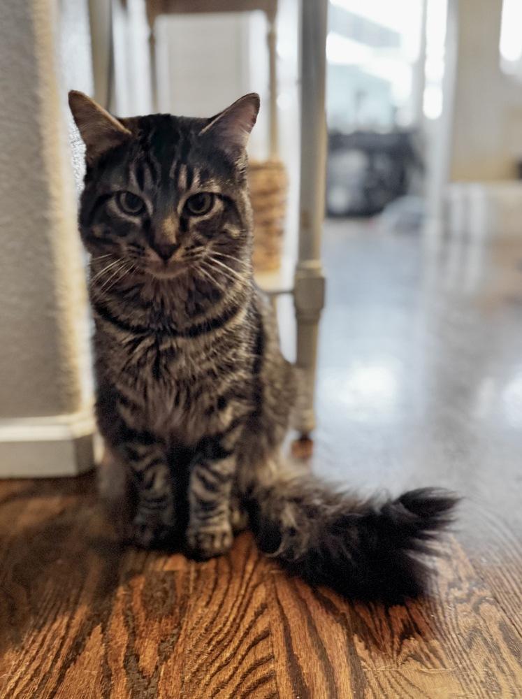 Enlarge Kit Kat, a ADOPTABLE Domestic Medium Hair in Denver, CO image 4/4