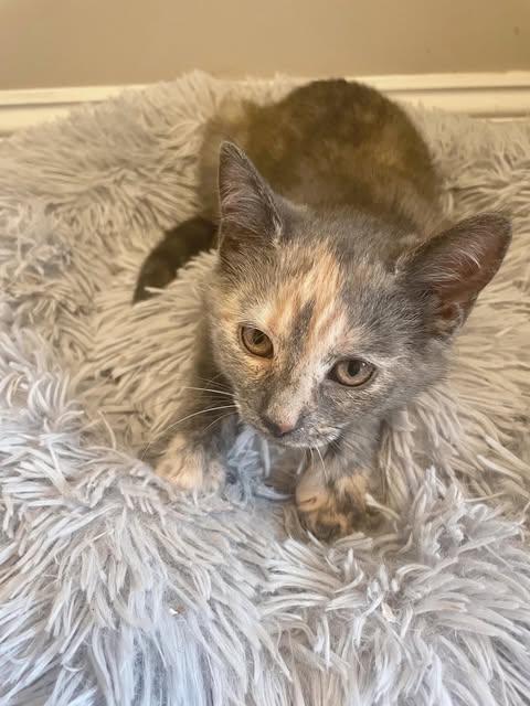 Smokey, ADOPTABLE, Kitten Female Domestic Short Hair.